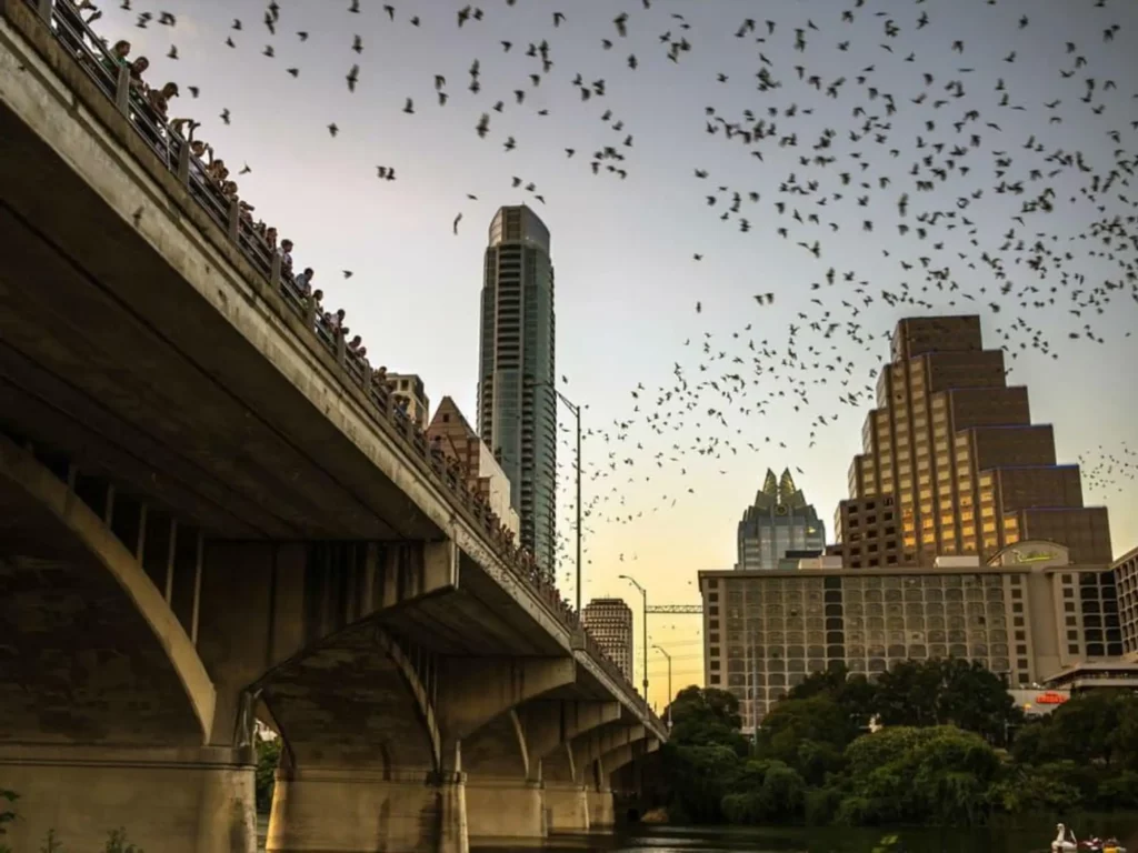 Bats emerging at dusk from under the Congress Avenue Bridge in Austin